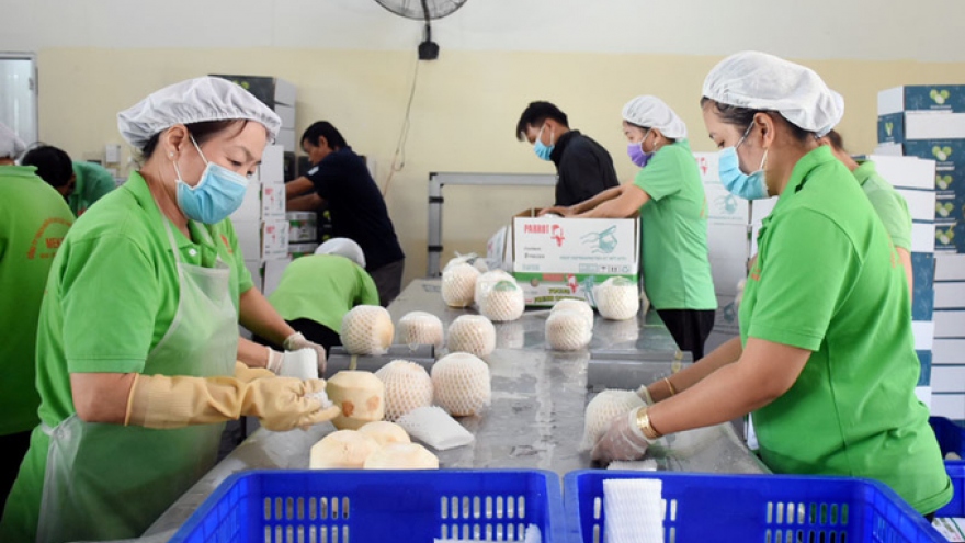 Vietnamese natural fresh dehusked coconuts get green light to enter US market